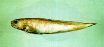 To FishBase images (<i>Neobythites unimaculatus</i>, Chinese Taipei, by The Fish Database of Taiwan)