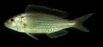 To FishBase images (<i>Nemipterus virgatus</i>, Japan, by Randall, J.E.)