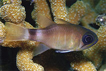To FishBase images (<i>Nectamia viria</i>, Indonesia, by Allen, G.R.)