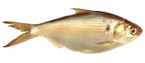 To FishBase images (<i>Nematalosa vlaminghi</i>, Australia, by Good, P.)
