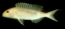 To FishBase images (<i>Nemipterus zysron</i>, Egypt, by Randall, J.E.)