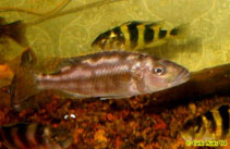 Image of Nimbochromis fuscotaeniatus (Fuscotaeniatus)