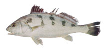 To FishBase images (<i>Nibea maculata</i>, Iran, by Iranian Fisheries Research Organization (IFRO))