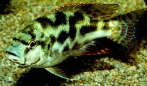 Image of Nimbochromis polystigma 