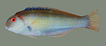 To FishBase images (<i>Novaculops alvheimi</i>, by Alvheim, O.)