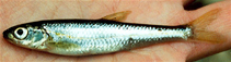 Image of Notropis amoenus (Comely shiner)