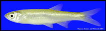 To FishBase images (<i>Notropis atherinoides</i>, USA, by Thomas, C.)