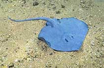 To FishBase images (<i>Notoraja azurea</i>, Australia, by Aitken, K.)