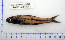 To FishBase images (<i>Notoscopelus bolini</i>, by Mac Eachern, W.J.)