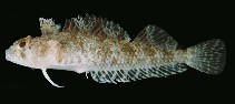 To FishBase images (<i>Norfolkia brachylepis</i>, Indonesia, by Randall, J.E.)