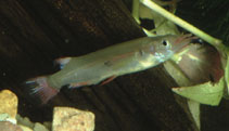 To FishBase images (<i>Nomorhamphus brembachi</i>, by Hippocampus-Bildarchiv)