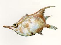 To FishBase images (<i>Notopogon fernandezianus</i>, by CSIRO)