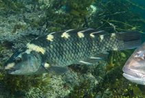 To FishBase images (<i>Notolabrus fucicola</i>, New Zealand, by Caiger, P.)