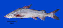 Image of Notarius grandicassis (Thomas sea catfish)