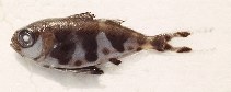 To FishBase images (<i>Nomeus gronovii</i>, USA, by O'Donnell, P.)