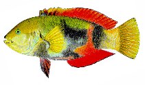 To FishBase images (<i>Pseudolabrus gymnogenis</i>, by Yau, B.)