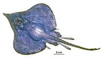 Image of Notoraja hesperindica (Western blue skate)