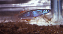 To FishBase images (<i>Nothobranchius luekei</i>, by Valdesalici, S.)