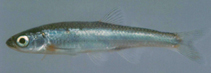 To FishBase images (<i>Notropis micropteryx</i>, USA, by Eisenhour, D.J.)