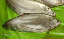 To FishBase images (<i>Notopterus notopterus</i>, India, by Sen, S.K.)