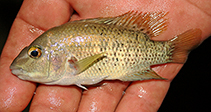To FishBase images (<i>Nosferatu pantostictus</i>, by De la Maza-Benignos, M.)