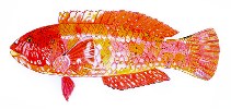 Image of Notolabrus parilus (Brownspotted wrasse)