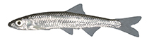 Image of Notropis photogenis (Silver shiner)