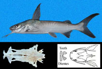 To FishBase images (<i>Arius planiceps</i>, Panama, by Robertson, R.)