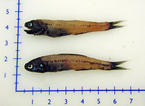 To FishBase images (<i>Notoscopelus resplendens</i>, by Mac Eachern, W.J.)