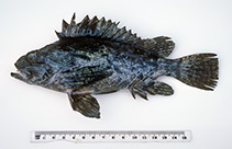 To FishBase images (<i>Notesthes robusta</i>, Australia, by Graham, K.)
