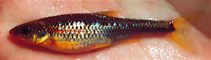 Image of Notropis rubricroceus (Saffron shiner)
