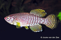 To FishBase images (<i>Nothobranchius ruudwildekampi</i>, by Van der Zee, J.R.)