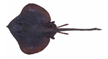 To FishBase images (<i>Notoraja sapphira</i>, by Séret, B./Last, P.R.)