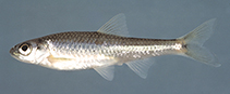 Image of Notropis scabriceps (New River shiner)