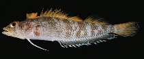 Image of Norfolkia squamiceps (Scalyhead Triplefin)