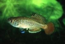 To FishBase images (<i>Nothobranchius taeniopygus</i>, Tanzania, by Seegers, L.)