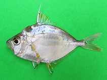 To FishBase images (<i>Nuchequula flavaxilla</i>, Indonesia, by Wiadnya, D.G.R.)