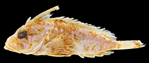 To FishBase images (<i>Ocosia apia</i>, New Zealand, by Chungthanawong, S.)