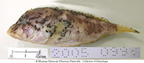 To FishBase images (<i>Ocosia zaspilota</i>, Philippines, by MNHN)