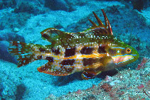 To FishBase images (<i>Odax acroptilus</i>, Australia, by Schulz, S.)