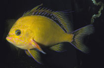 To FishBase images (<i>Holanthias fuscipinnis</i>, Hawaii, by Randall, J.E.)
