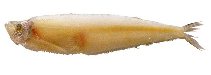 To FishBase images (<i>Odontognathus micronatus</i>, by JAMARC)