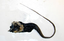 To FishBase images (<i>Odontomacrurus murrayi</i>, by Orlov, A.)