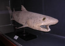 To FishBase images (<i>Odontaspis noronhai</i>, Madeira Is., by Wirtz, P.)