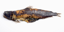To FishBase images (<i>Odontostomops normalops</i>, Spain, by Arronte, J.C.)