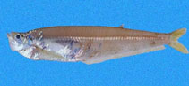 To FishBase images (<i>Odontognathus panamensis</i>, Panama, by Robertson, R.)