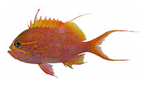 To FishBase images (<i>Odontanthias randalli</i>, Indonesia, by White, W.T.)