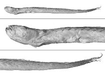 Image of Odontamblyopus rebecca 
