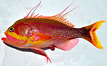 To FishBase images (<i>Odontanthias rhodopeplus</i>, India, by Ramachandran, S. / Fishery Survey of India, Kochi)