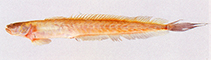 To FishBase images (<i>Odontamblyopus rubicundus</i>, Myanmar, by Vidthayanon, C.)